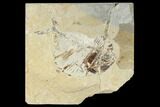 Fossil Fish (Diplomystus Birdi) - Hjoula, Lebanon #162743-1